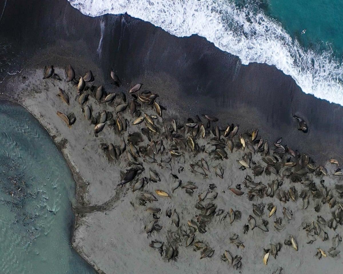 Bird flu destroyed the largest population of elephant seals in the world: half of the females disapp...