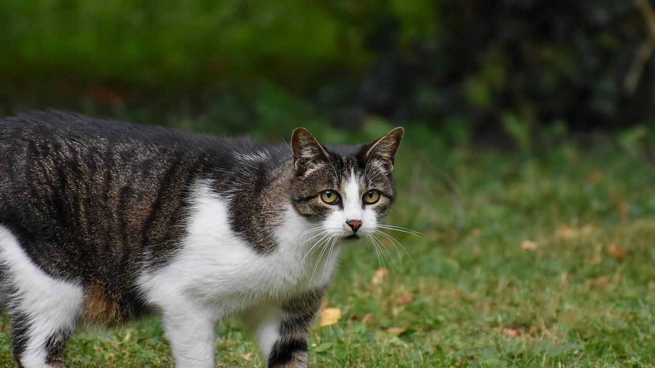 One study reveals that the cats dementians dementia is shared with Alzheimers brain changes |Radio waves are zero